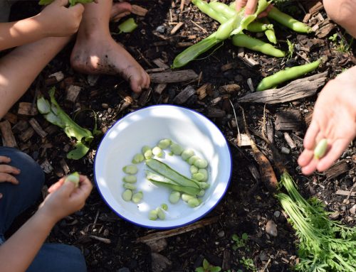 Why you should choose open-pollinated seeds