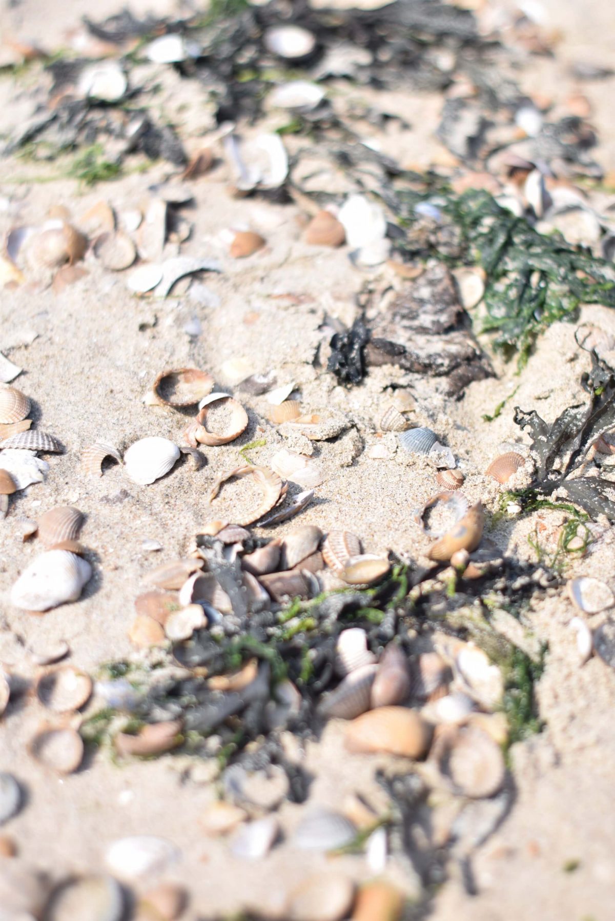 How to clean a wool blanket (wash and care tips) the Haven of Rest