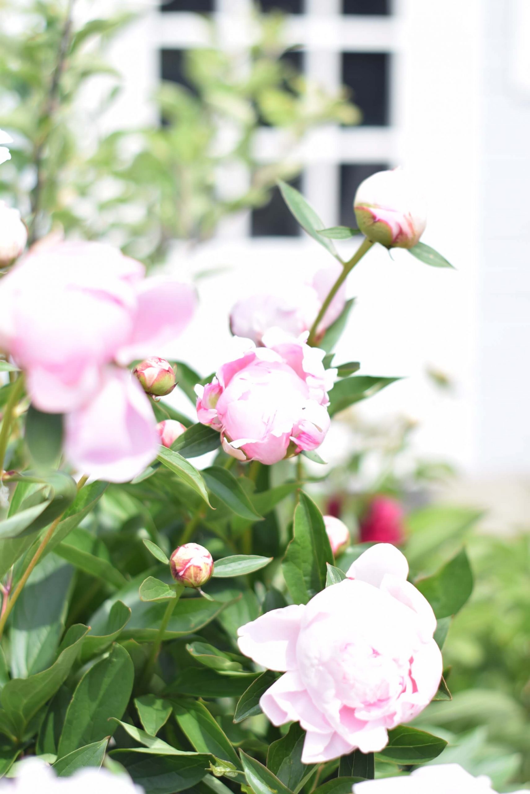 Pink peonies right before their full bloom