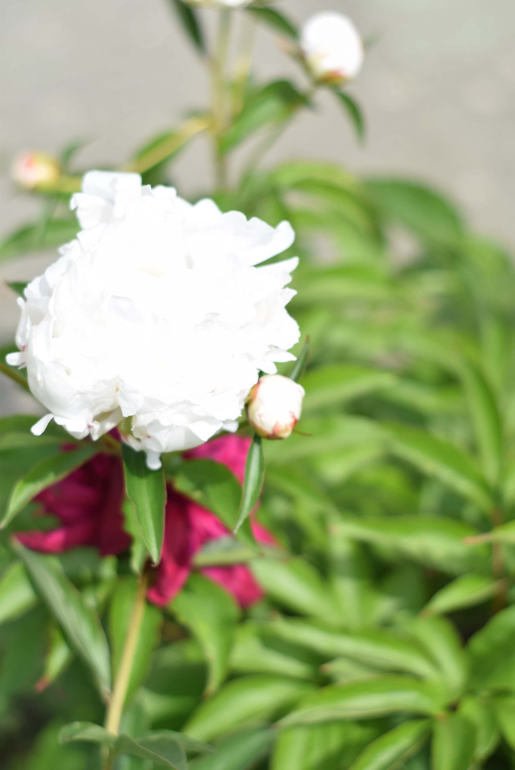 White full blooming peony