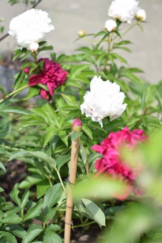 Variety of peony flowers