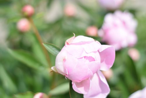 Budding pink peonies