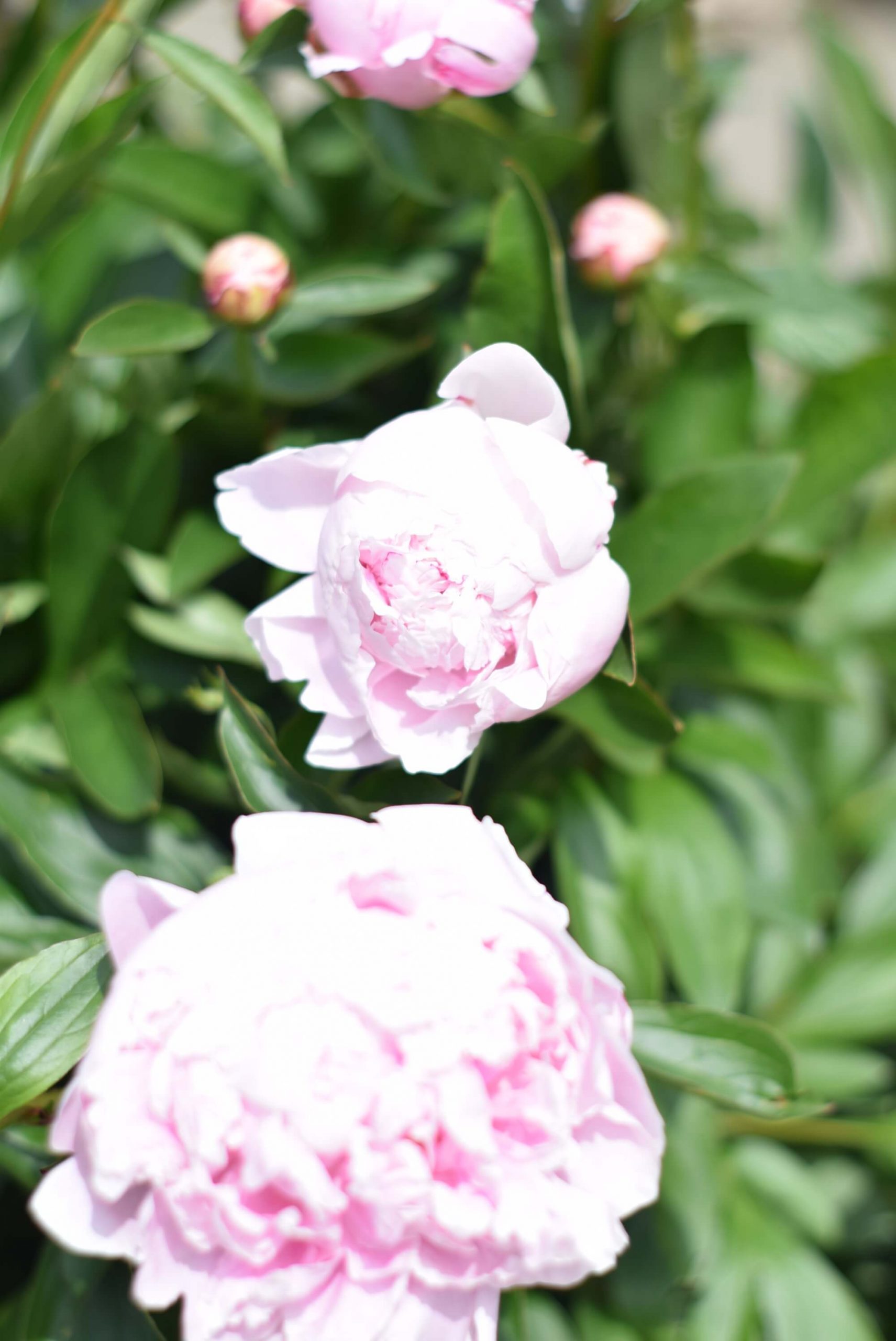 Two pink peonies