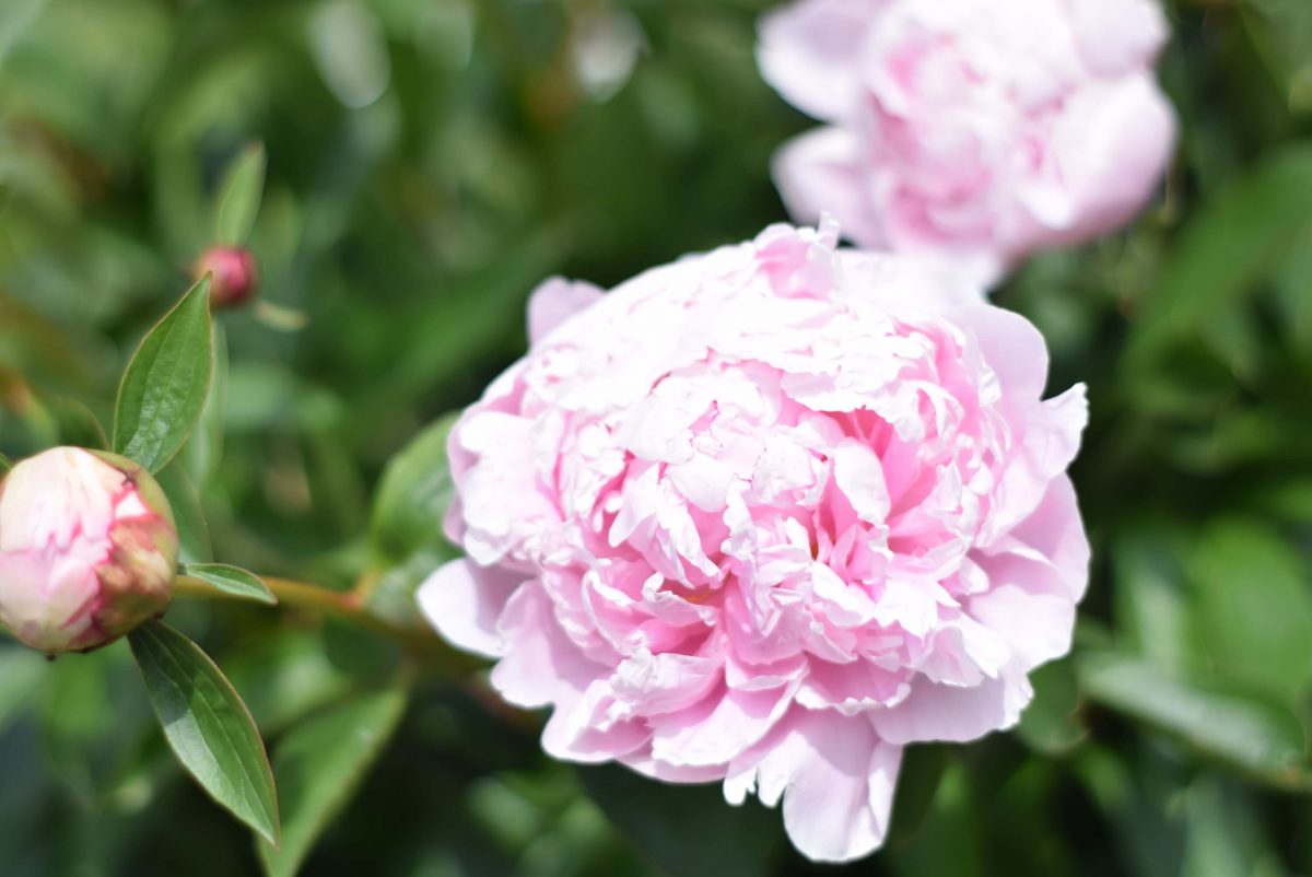 How to care for peonies after bloom (when cut peony) the Haven of Rest