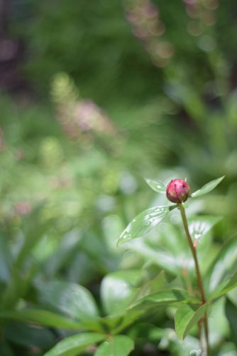 Pink peony bud