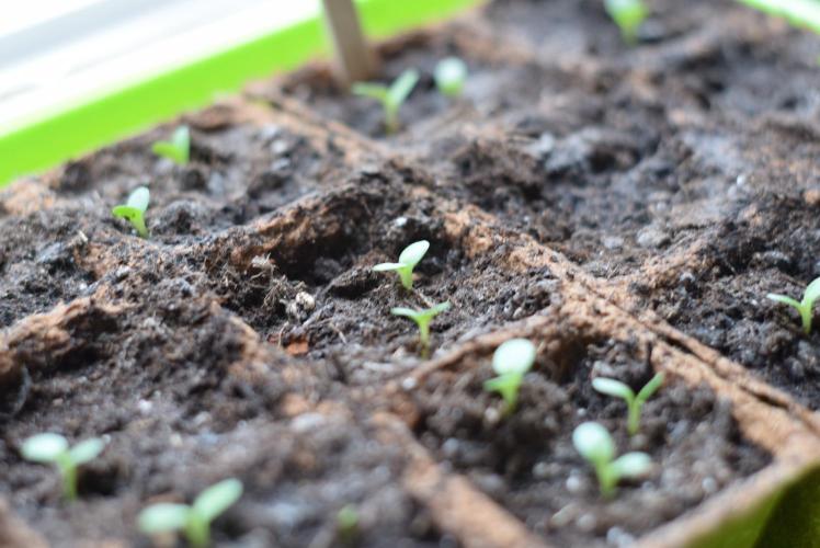 Close-up of young coneflower seedlings sprouting from soil