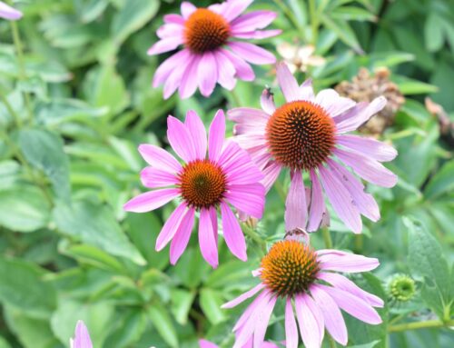 How to Grow Coneflowers (Echinacea) From Seed