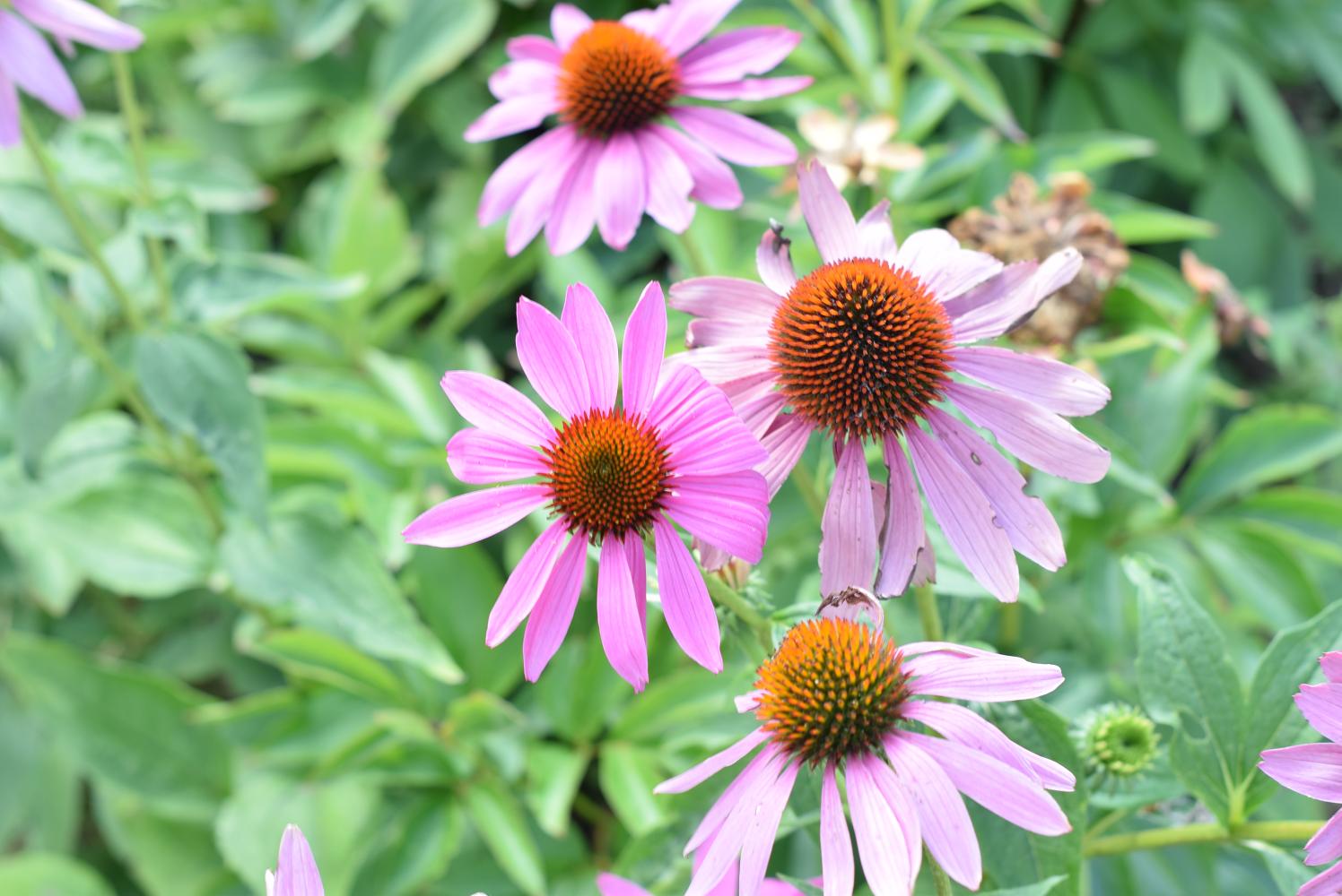 Close-up of vibrant purple Echinacea Purpurea flower in bloom.