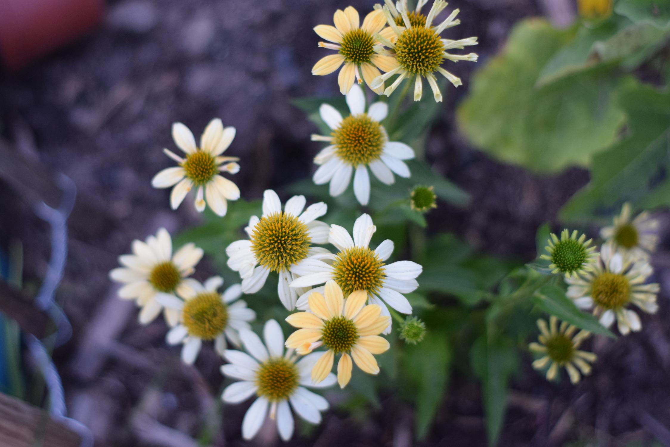 Macro shot of coneflower seeds sprouting in soil.