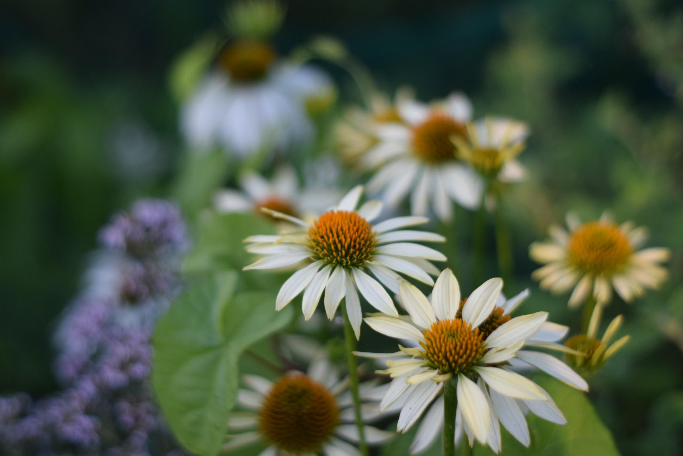 Cluster of white coneflowers (Echinacea Purpurea) in full bloom, adding beauty to the flower beds.