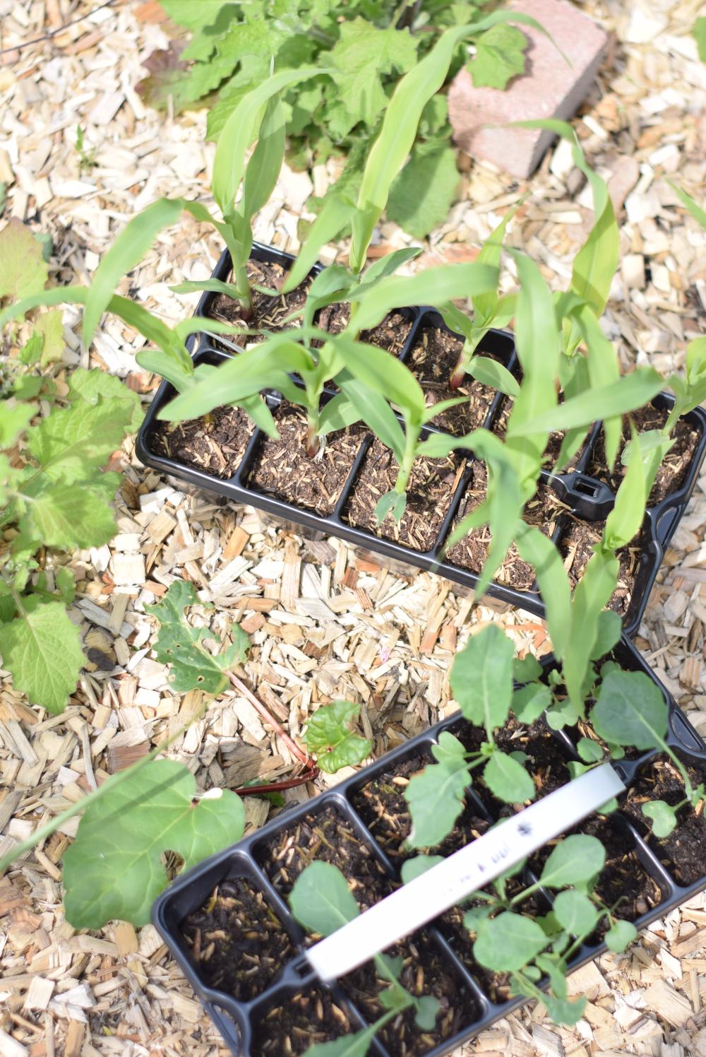 Sprouted vegetable plants in a woodchip-covered vegetable garden bed.