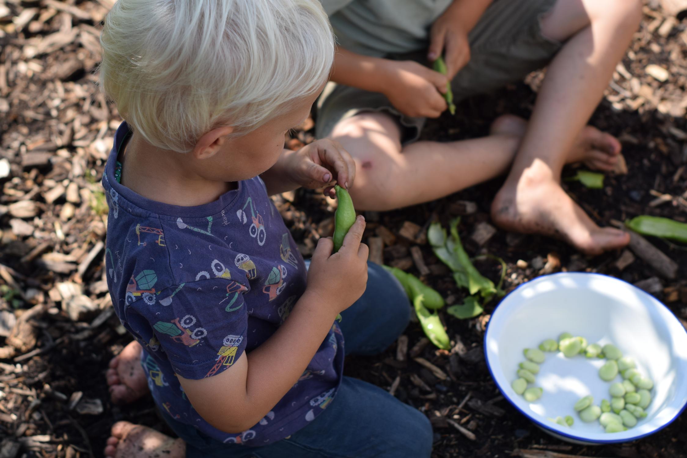 Little children sitting in the vegetable garden with freshly picked broad beans