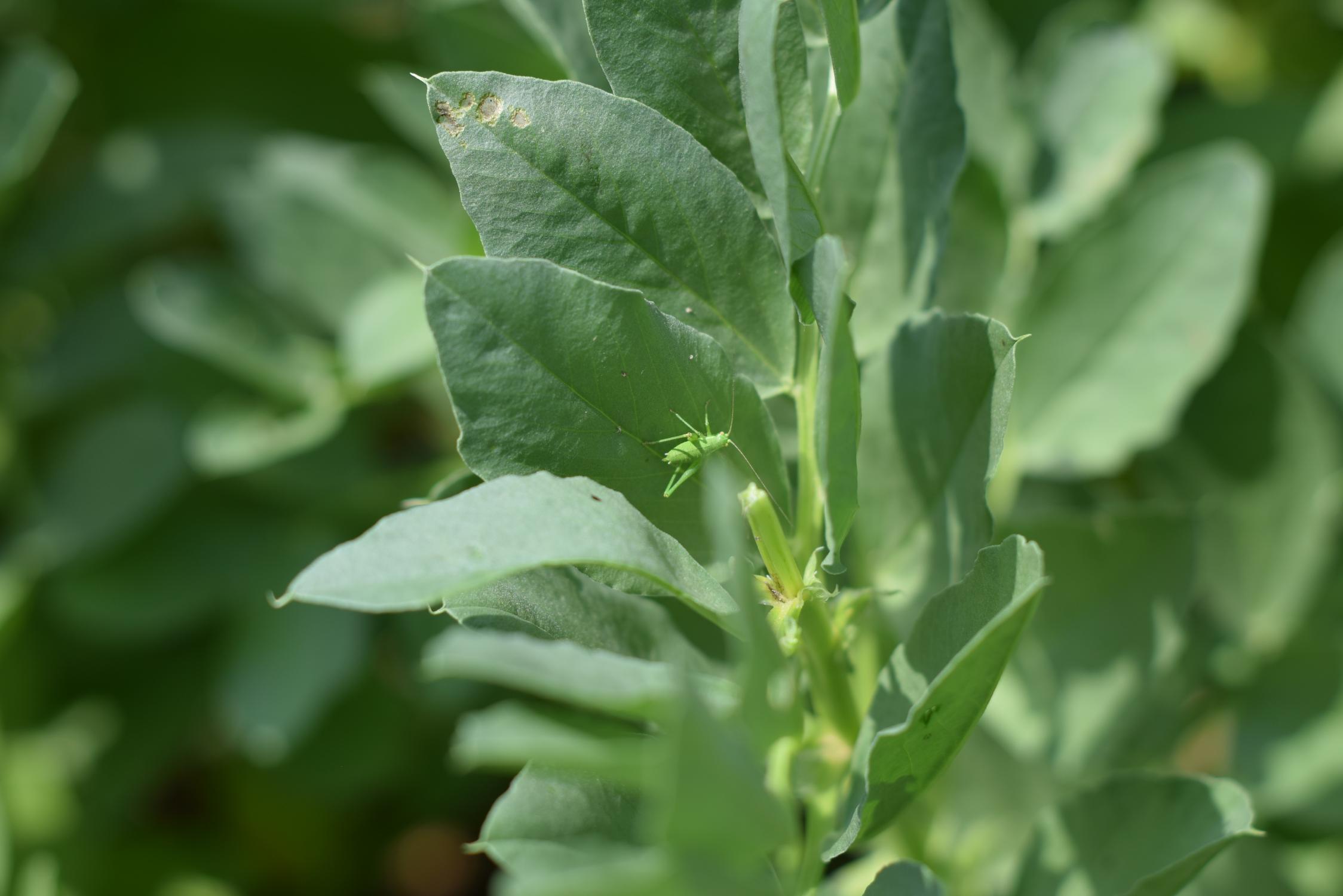 Close-up of a broad bean plant with a green grasshopper