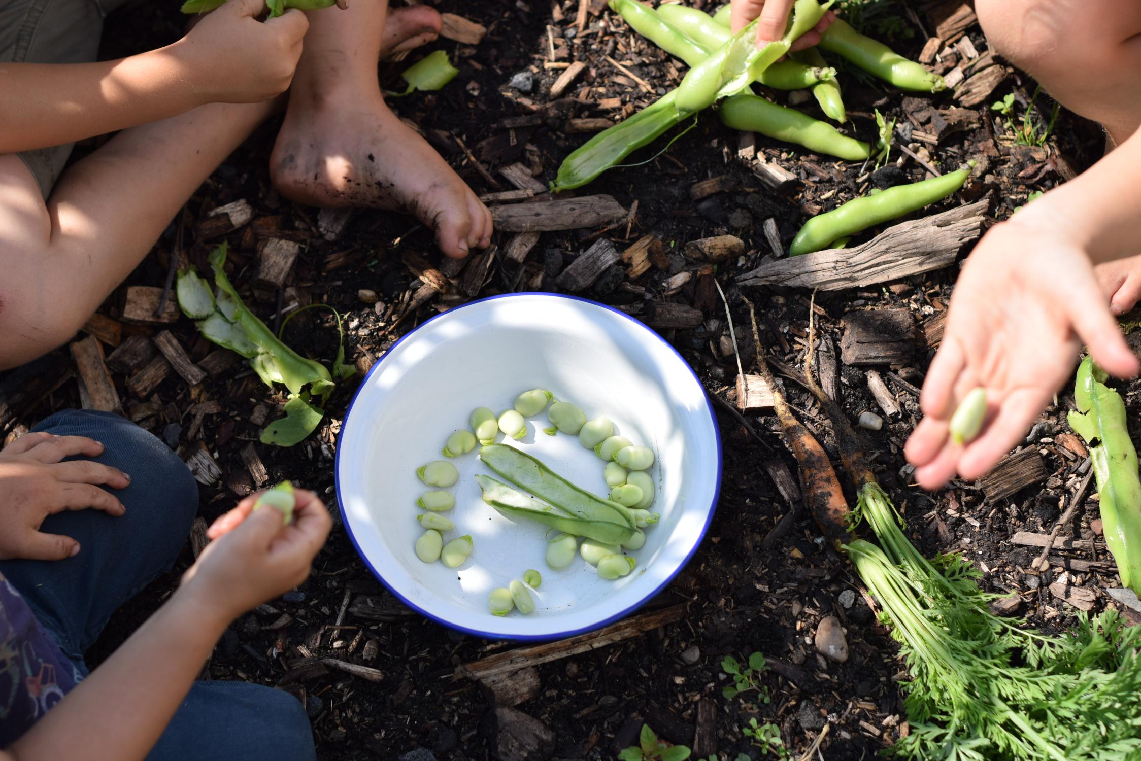 Broad beans in a white enamel bowl with children sitting around the bowl.