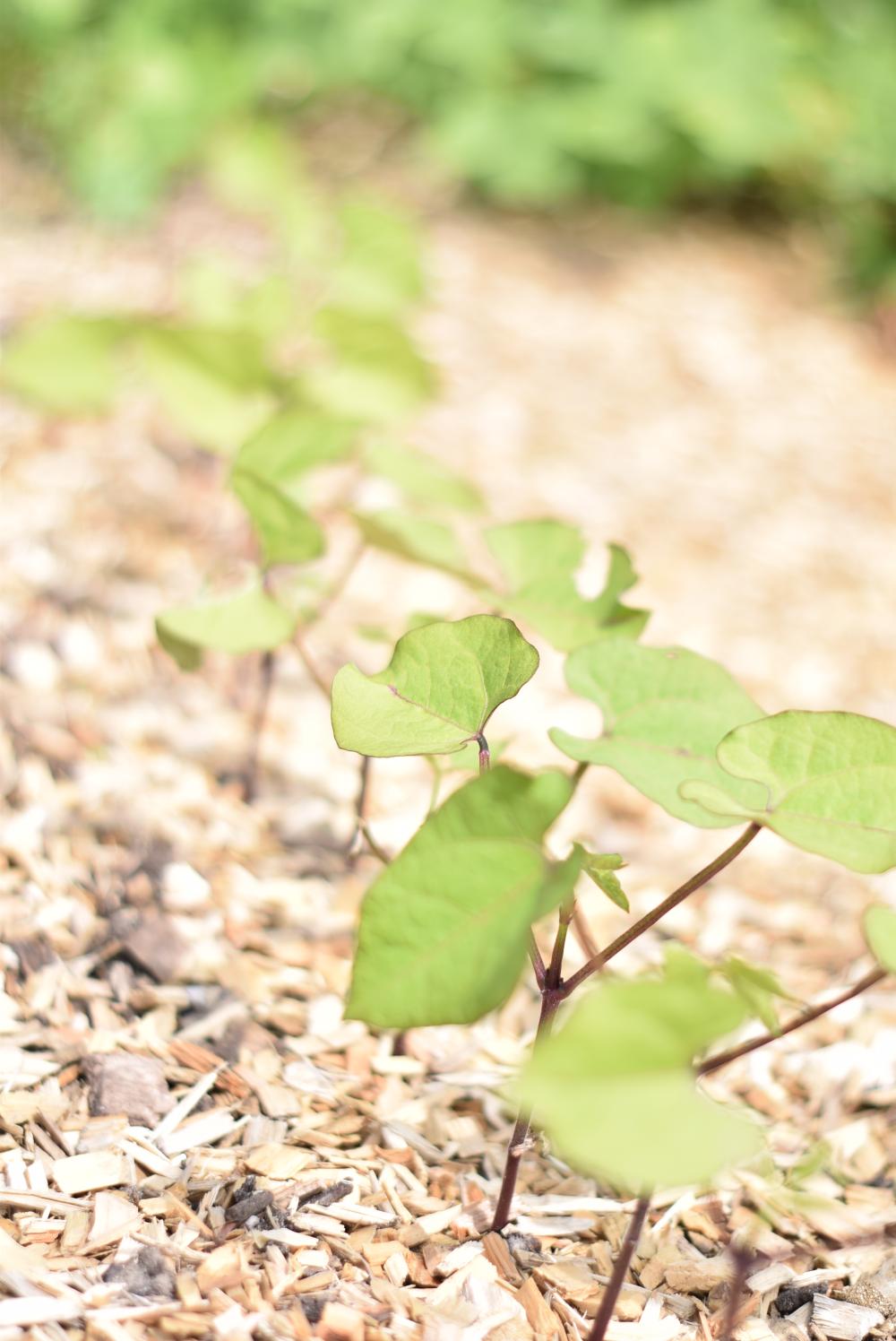 Young green bean plants in a woodchip-covered soil.