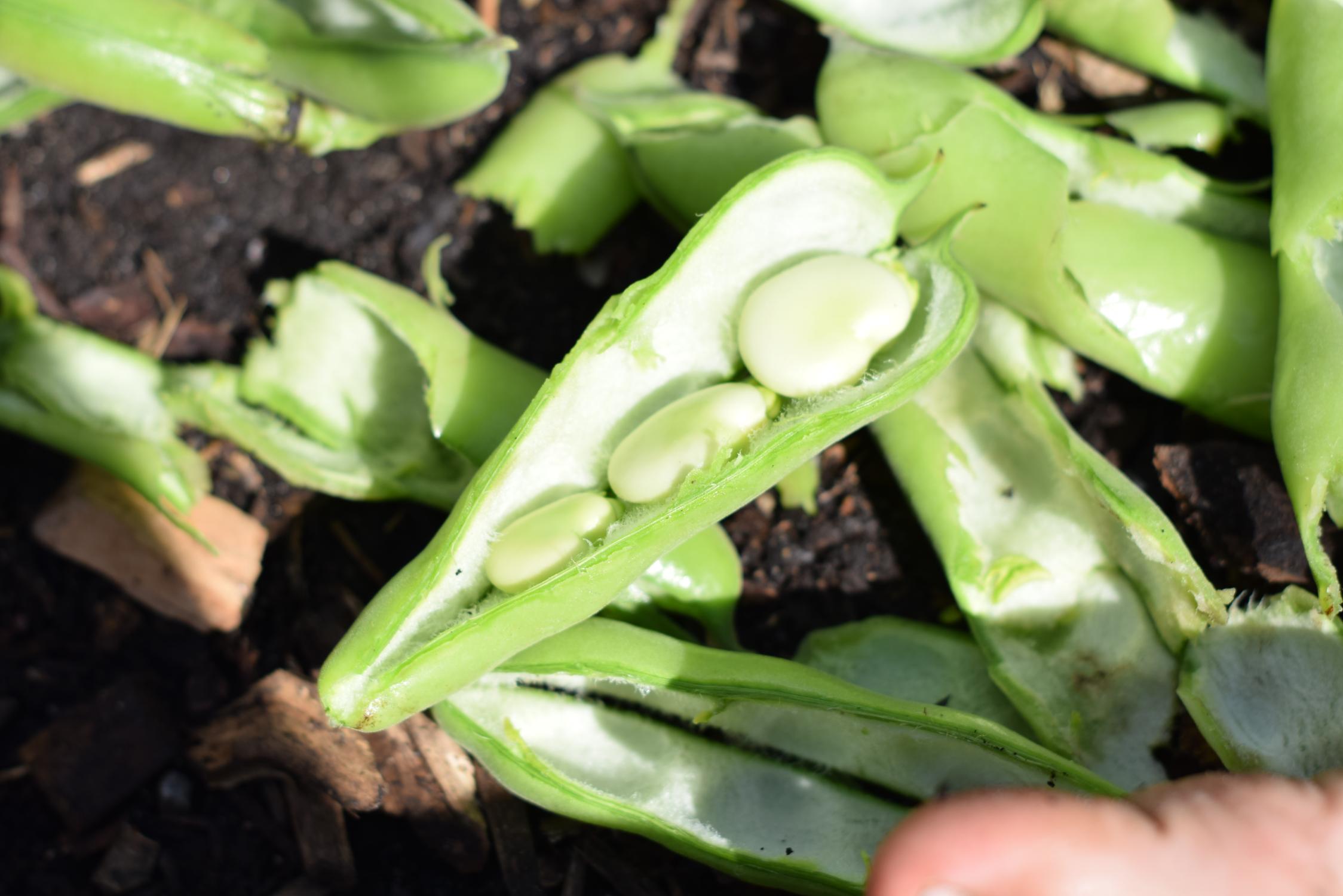 Close-up of an open up broad bean