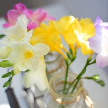 Colored freesia flowers in a metal rack.