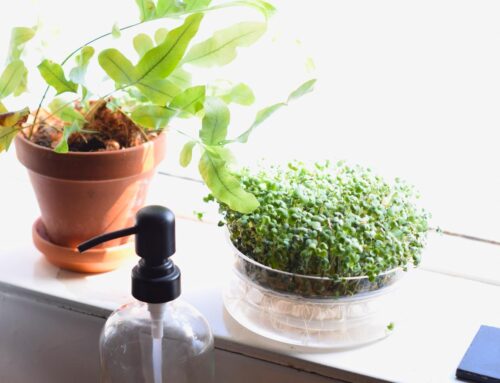 How to Grow Sprouting Seeds at Home