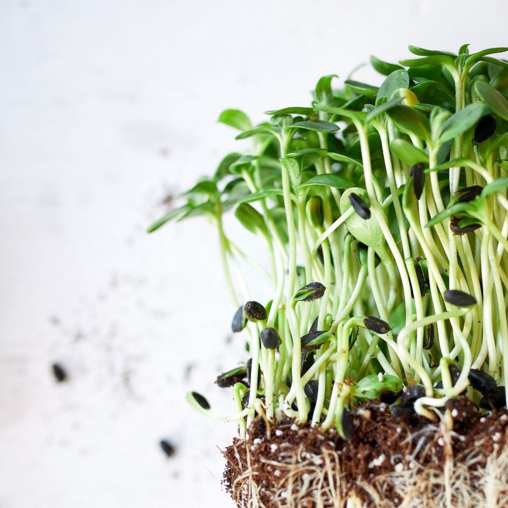 A step-by-step guide on growing sprouts and microgreens in your kitchen for fresh, healthy homegrown greens.A step-by-step guide on growing sprouts and microgreens in your kitchen for fresh, healthy homegrown greens.