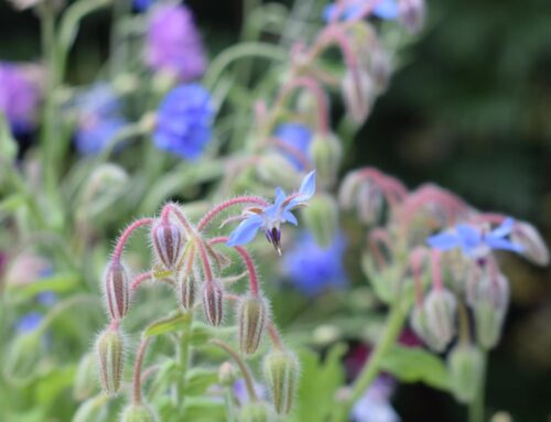 How to Create a Wildflower Garden in your Backyard